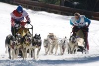 Fotografia z pretekov psích záprahov v roku 2011, zdroj: sleddog.sk
